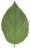 Hoja 1